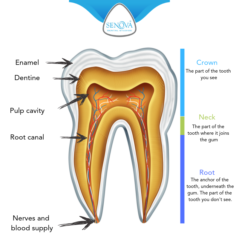 canine teeth diagram