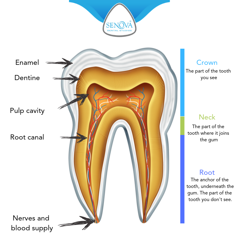 Human Teeth Anatomy Diagram